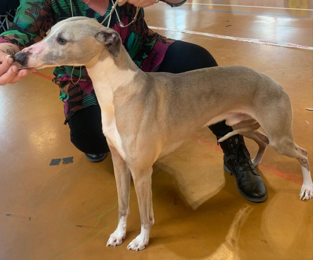 Olaf Gang Sing's Paradise