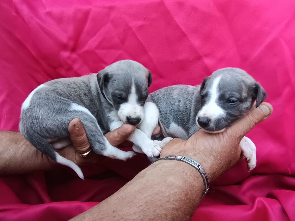 De Japp'potes - Chiots disponibles - Whippet