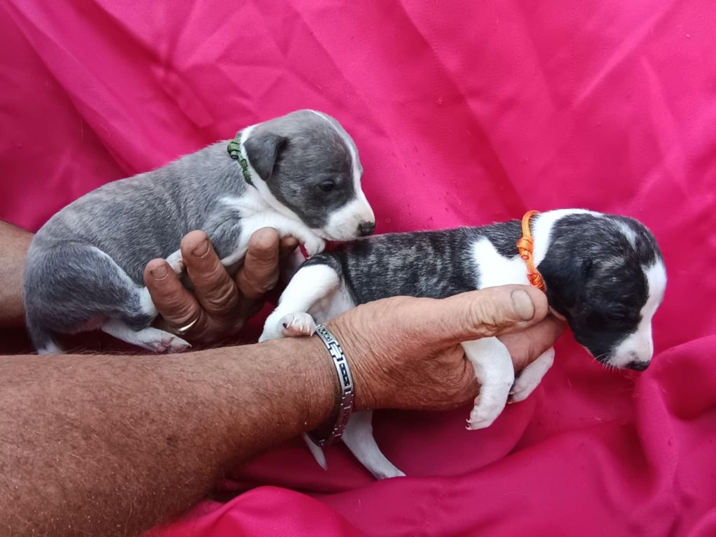 De Japp'potes - Chiots disponibles - Whippet