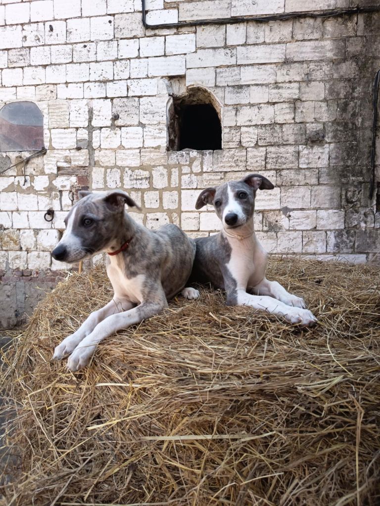 De Japp'potes - Chiots disponibles - Whippet