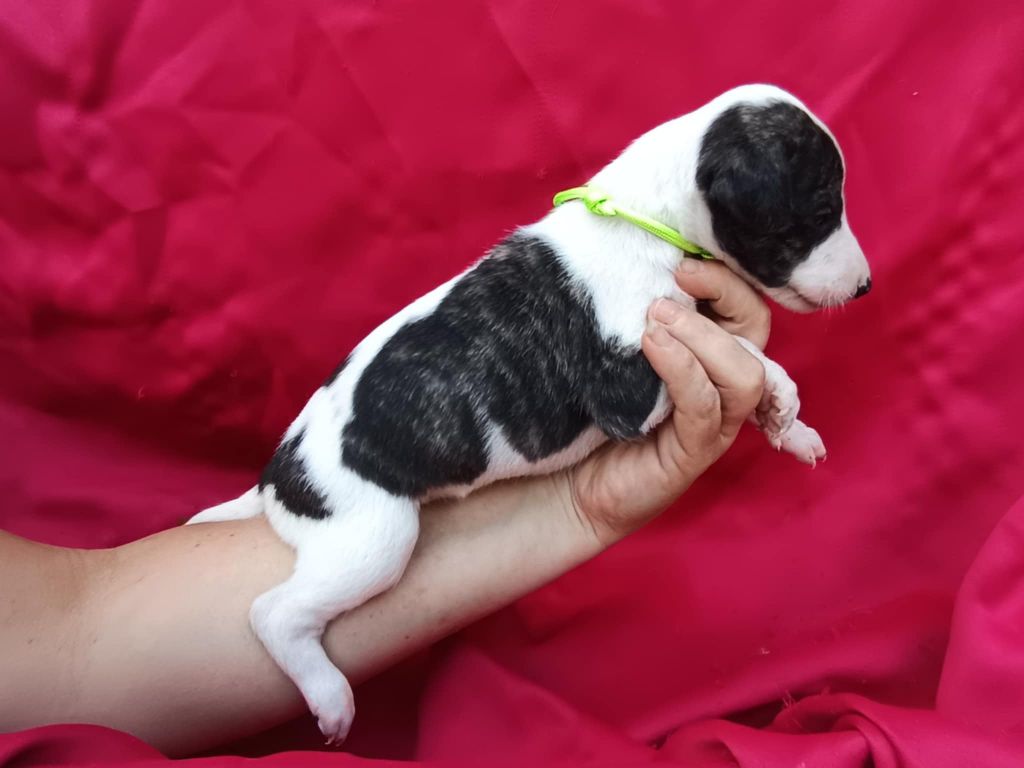 De Japp'potes - Chiots disponibles - Whippet