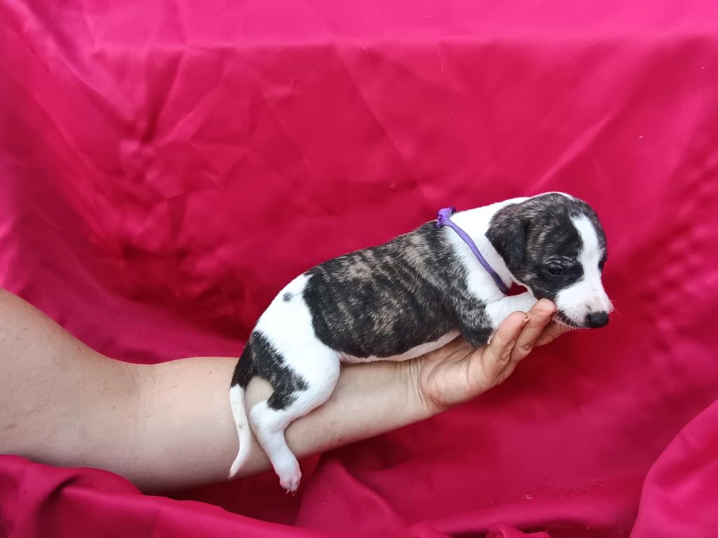 De Japp'potes - Chiots disponibles - Whippet