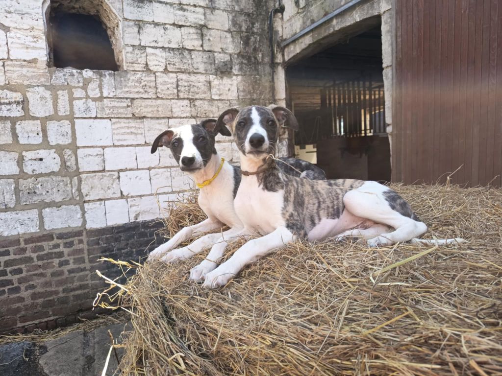 De Japp'potes - Chiots disponibles - Whippet