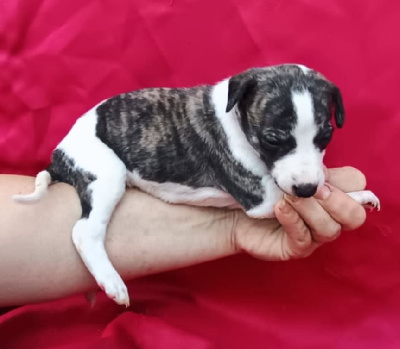 CHIOT 10