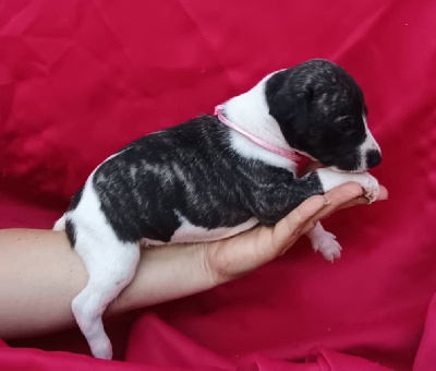 CHIOT 11