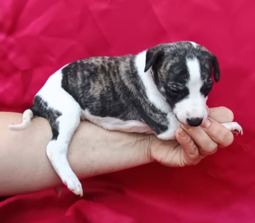 De Japp'potes - Chiots disponibles - Whippet