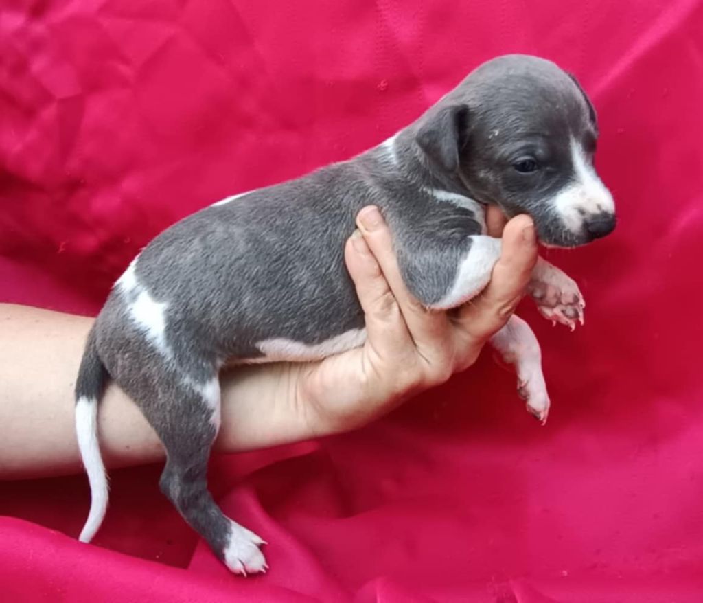 De Japp'potes - Chiots disponibles - Whippet