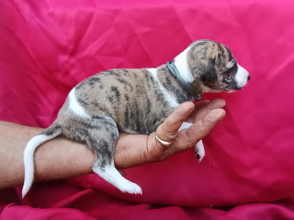 De Japp'potes - Chiots disponibles - Whippet
