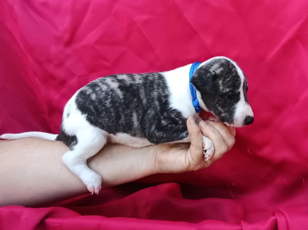 De Japp'potes - Chiots disponibles - Whippet