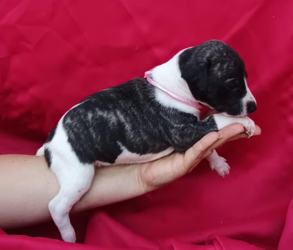 De Japp'potes - Chiots disponibles - Whippet
